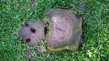 Güdük ağaç bitki yeşil alanda, Tayland