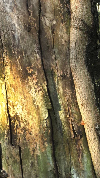 Corteza de árbol con luz de bengala, tailandia — Foto de Stock