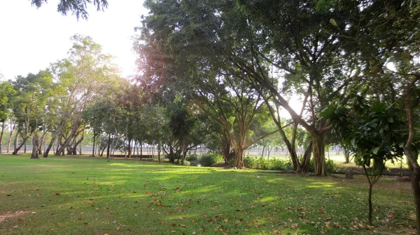 Grüne Bäume im Park und Sonnenlicht in Thailand — Stockfoto