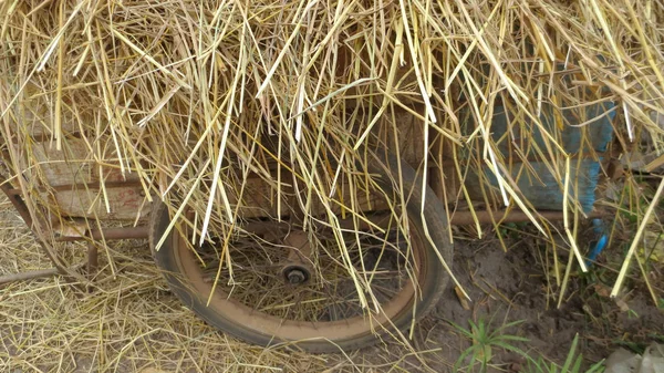 タイの古い干し草カートに乾いた草 — ストック写真