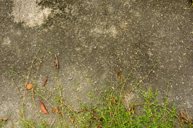 Açık çim ve Tayland beton doku