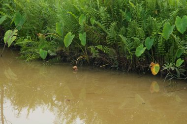 Ağacın yanında kanal Tayland, açık sahne