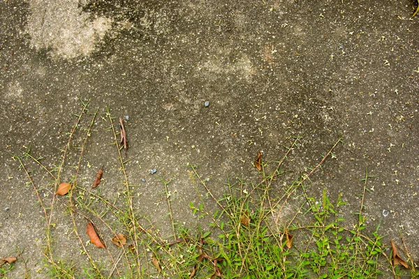 Hierba al aire libre y textura de hormigón en Tailandia —  Fotos de Stock