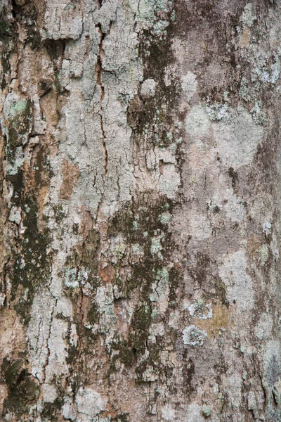 Kauçuk ağacı arka plan dokusu, Tayland açık doku — Stok fotoğraf