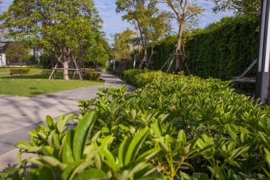 Taş kaldırım Tayland at yeşil bahçe