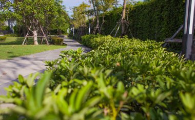 Taş kaldırım Tayland at yeşil bahçe