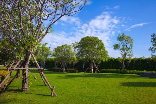 Césped verde en el jardín en el parque — Foto de Stock