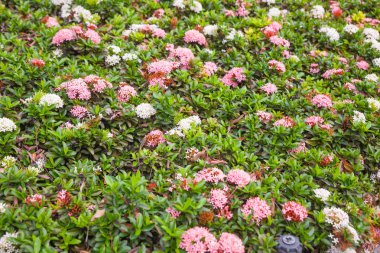 Mahs bush Tayland, bahçedeki