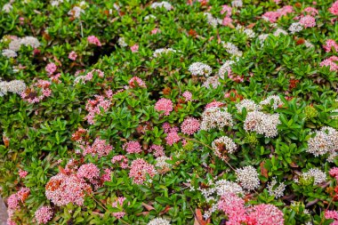 Mahs bush Tayland, bahçedeki