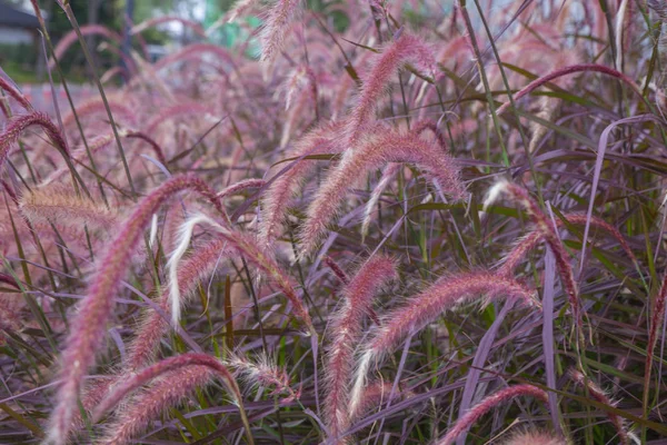 Dunge av rosa gräs i trädgården — Stockfoto