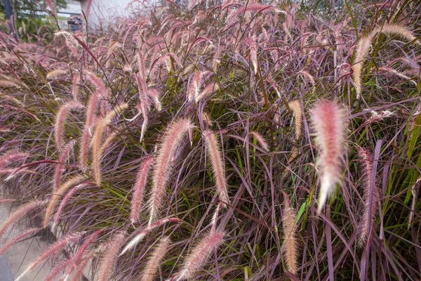 Dunge av rosa gräs i trädgården — Stockfoto