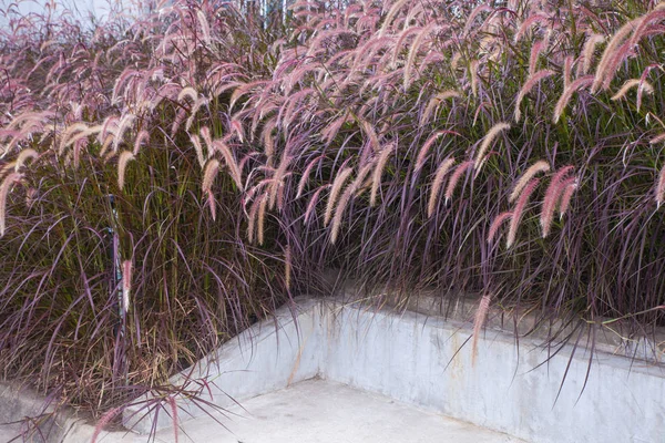 Pedaço de grama rosa no jardim — Fotografia de Stock