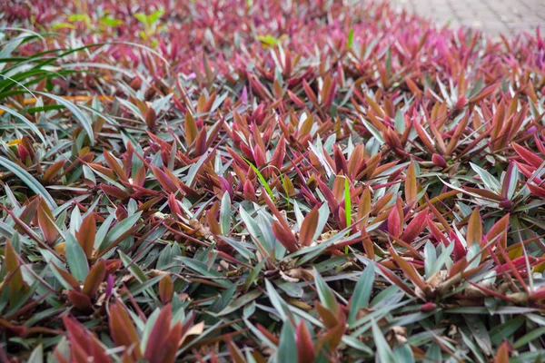 Arbusto de hoja púrpura en el jardín en Tailandia — Foto de Stock