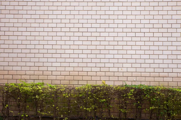 Wrightia religiosa et texture de fond de mur gris — Photo