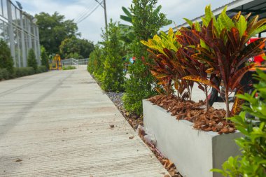 Bahçedeki yolu yakınındaki tencerede çiçek