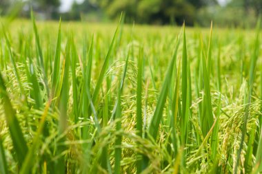 güzel yeşil pirinç tarlaları ayutthaya Tayland 
