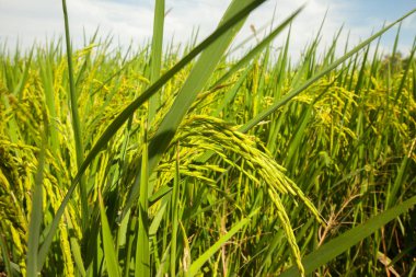 güzel yeşil pirinç tarlaları ayutthaya Tayland 