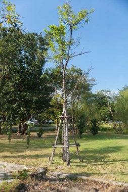Tayland yeşil çim sahasında ağacında