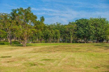 Tayland yeşil çim sahasında ağacında