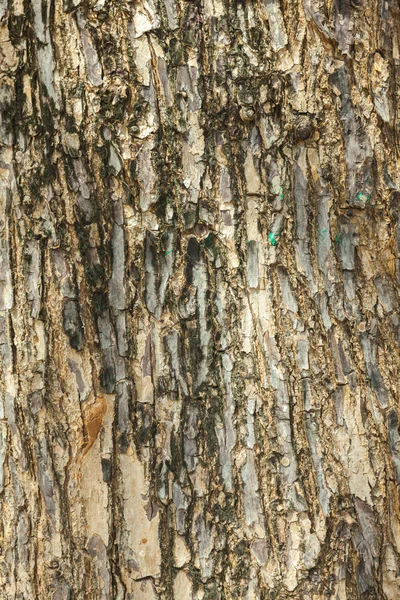 Exterior viejo madera corteza textura fondo en tailandia — Foto de Stock