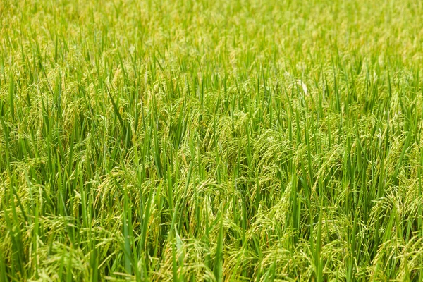 Beautiful Green rice fields in ayutthaya thailand — Stock Photo, Image