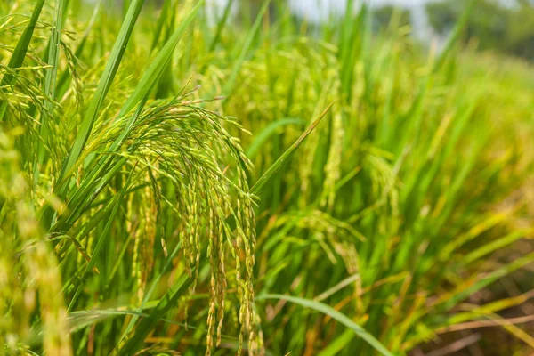 Красиві зелені рисових полів в ayutthaya Таїланд — стокове фото