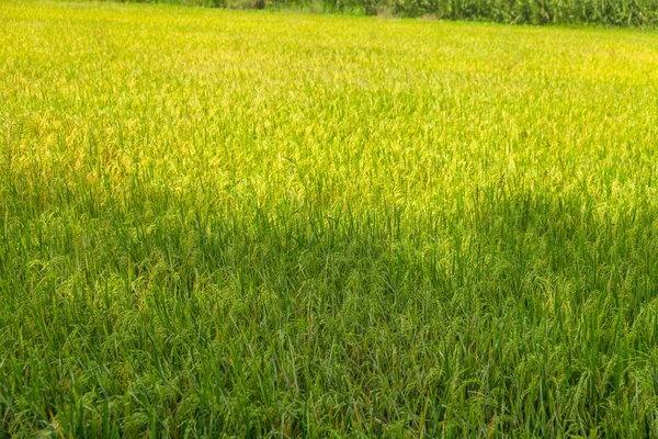 Belos campos de arroz verde em ayutthaya tailândia — Fotografia de Stock