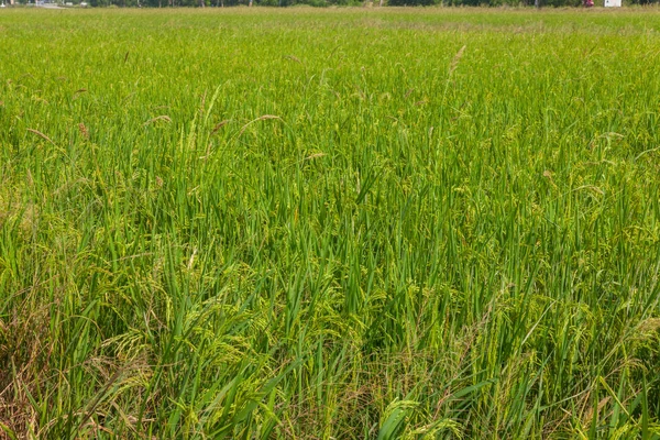 Beautiful Green rice fields in ayutthaya thailand — Stock Photo, Image