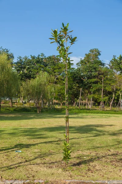 Árbol en el campo de hierba verde en Tailandia — Foto de Stock