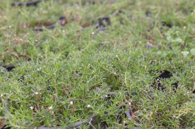 Siyah tencerede küçük Othalanga ağaç 