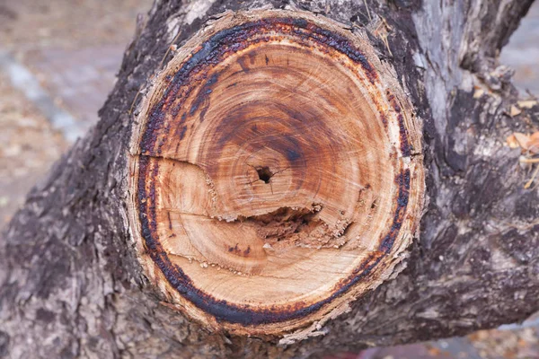 Cross section of old tree trunk in thailand