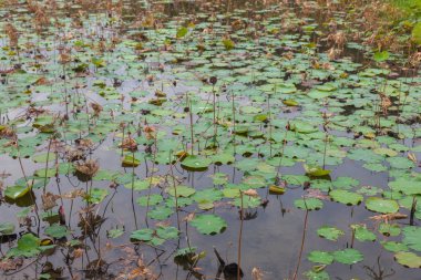 Lotus gölet Tayland at kalmamak