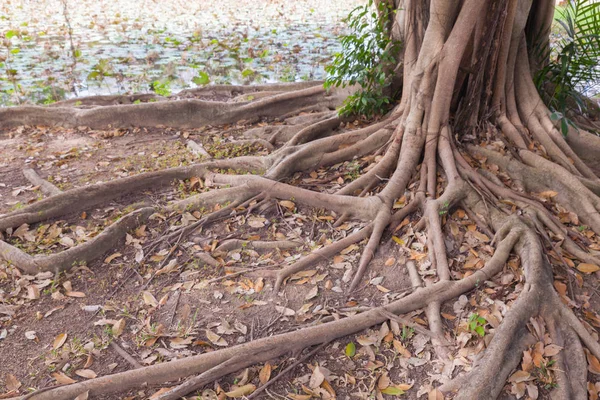 Korzenie Banyan drzewo w parku w Tajlandii — Zdjęcie stockowe