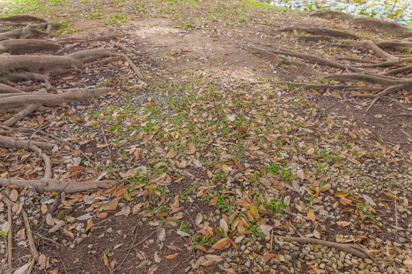 Korzenie Banyan drzewo w parku w Tajlandii — Zdjęcie stockowe