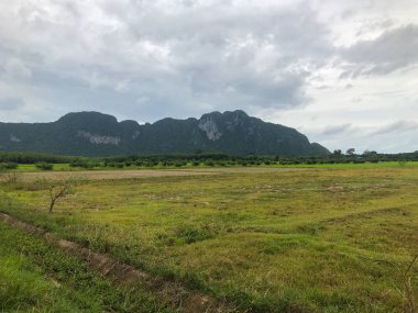 Tayland, Phatthalung 'daki yerel yol ve pirinç tarlası