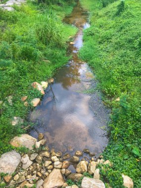 Tayland, Phatthalung 'daki dağın tepesindeki yeşil çiçek.