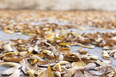 Beton zeminde sarı kurumuş yapraklar.