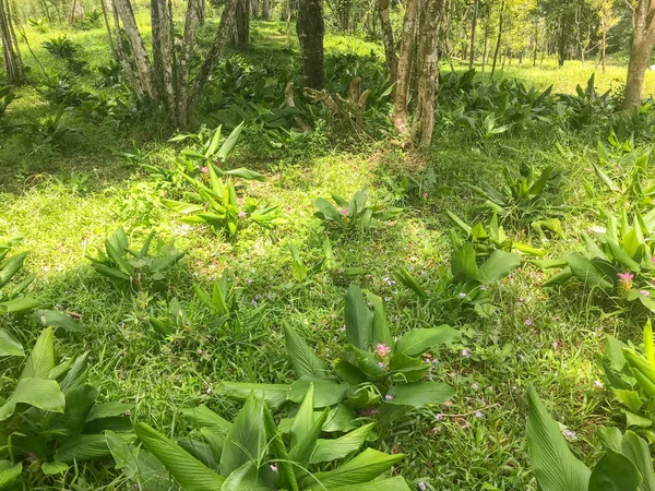 Flor verde en la cima de la montaña en Phatthalung, Tailandia —  Fotos de Stock