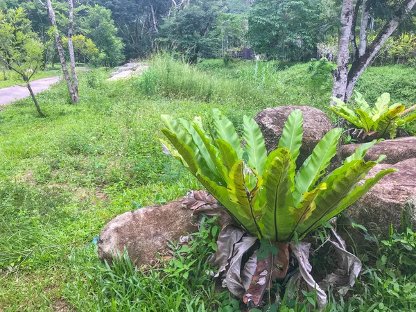 Daun hijau pakis sarang burung di Phatthalung, Thailand — Stok Foto