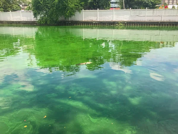 Tayland 'da yeşil atık su yüzeyi kirliliği — Stok fotoğraf