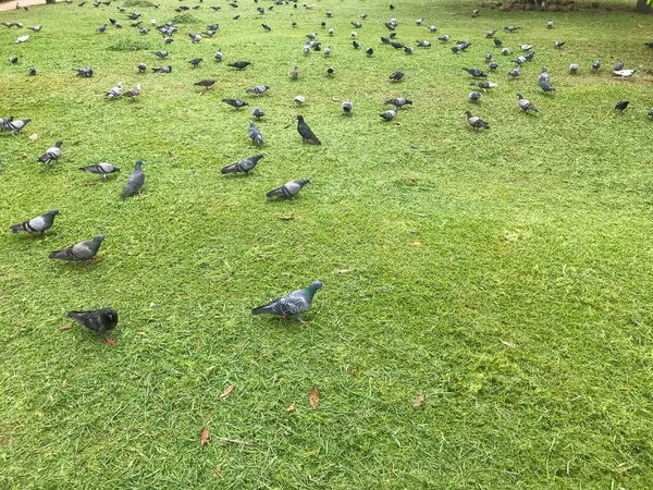 Outdoor group of pigeons in the park at Thailand — Stock Photo, Image