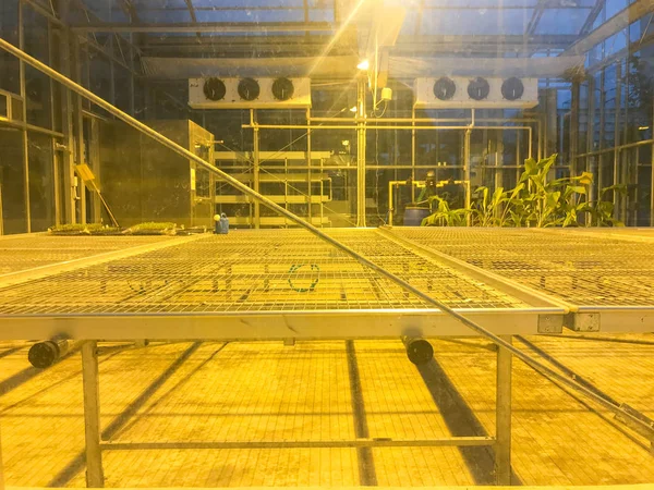 Row growing cannabis marijuana plant on green house with light — Stock Photo, Image