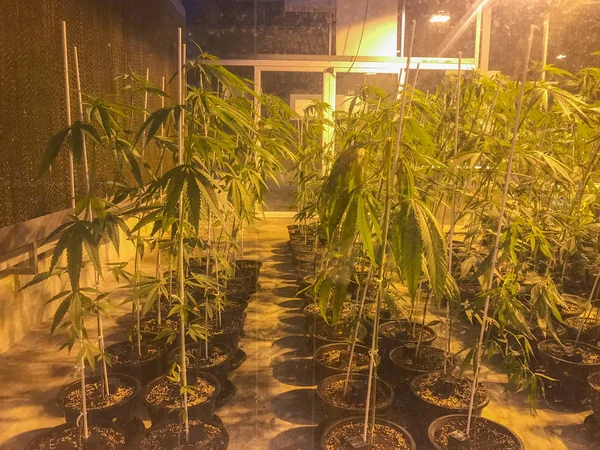 Řada pěstování marihuany marihuana rostlina na zeleném domě se světlem — Stock fotografie