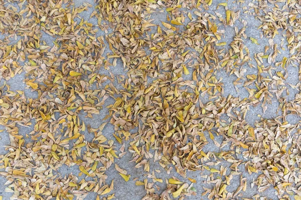 Природа жовте сушене листя на бетонній підлозі — стокове фото