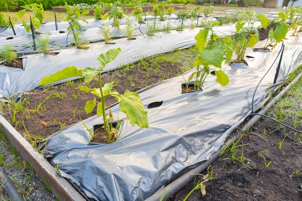 Row of fresh eggplant with plastic cover — 스톡 사진
