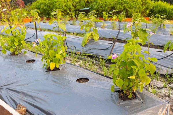 Row of fresh green plant with plastic cover — 스톡 사진