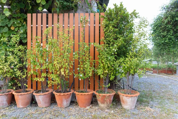 Al aire libre decorar planta verde fresca — Foto de Stock