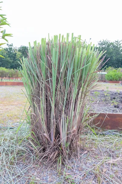 Planta de limoncillo verde fresco al aire libre en Tailandia — Foto de Stock