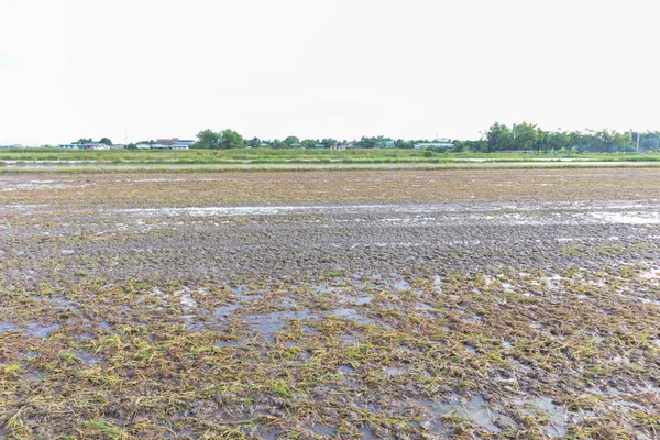 Víz a rizsföldeken készül növény Thaiföldön — Stock Fotó