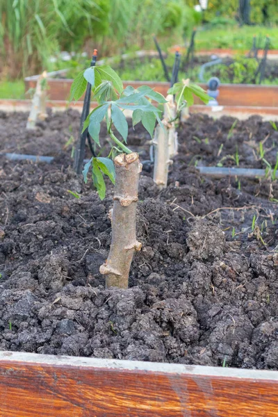 Row of fresh cassava plant with plastic cover — 스톡 사진